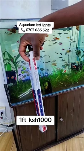 Transform Your Aquarium with LED Lights from Aqua Paradise