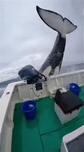 Orca Slams Into Fishing Boat at Sea