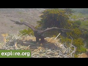 Top 9 Bird Cams For Virtual Bird Watching