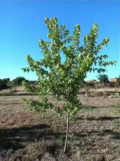 Crecimiento de árbol durante un año TIMELAPSE. #acer #saccharinum #timelapse #tree #season #maple