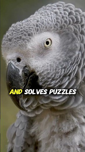 The Smartest Bird on EarthThinks Like a Human