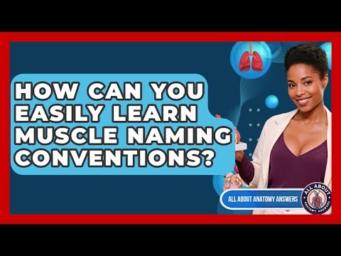 How Can You Easily Learn Muscle Naming Conventions? - All About Anatomy Answers