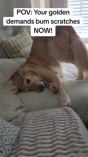 Golden Retriever Demands Attention with Adorable Bump Scratches