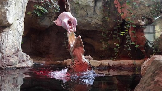 Cuban Crocodiles at Zoo Knoxville leap for a Thanksgiving Turkey - Knox TN Today