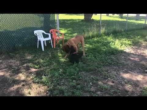 Meet Brinks a English Mastiff currently available for adoption! 8/5/2025 5:32:41 PM