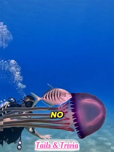 Top 3 Animals Able to Survive Without a Brain