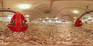 Have you ever been to a turkey farm? Take a virtual stroll through Riverhill Farms, with a 360 video experience. Discover more about our independent family farmers at 700Reasons.com. | Shady Brook Farms