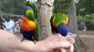 These guys just can't ever get enough of this scrumptious stuff. Has anyone out there got some good pics of them with our rainbow lorikeets? | Longleat