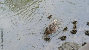 A duck with small ducklings swims in a river or pond. The camera follows the birds. Mallard duck male diving in water. Mallard duck feeds in dark water.
