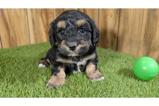 Joseph - Cavapoo Puppy 2D0D69