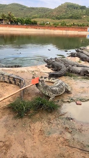 7.6K views · 93 reactions | Animal World on Reels | Facebook