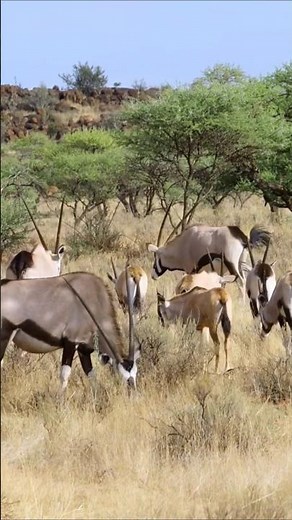 Gemsbok Antelope Sounds (Voices of the African Savanna)