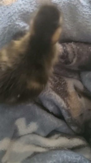 Baby duckling I raised. Mallard. It was hatched, raised, and released into the wild.