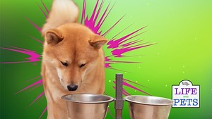 Dog Won't Eat From Bowl But Will From Floor [Top 5 Reasons] • 2025 Ruffle Snuffle