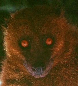 Fijian monkey faced bat - Alchetron, the free social encyclopedia