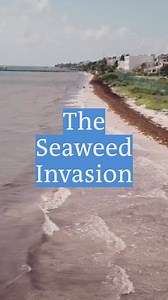 The Caribbean coast is awash with tons of foul-smelling seaweed, causing problems for the environment and tourism. Could a protective barrier in the sea help? That's one of the solutions being proposed. | DW Environment