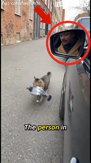 Cat Got Scared By Car Horn! 😱 His Reaction is Hilarious 😂 #funny #catfails #catreaction