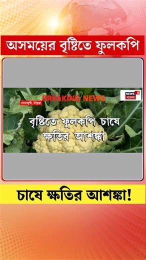 21K views · 212 reactions | Farmer Problems : অসময়ের বৃষ্টিতে ফুলকপি চাষে ক্ষতির আশঙ্কা! #News18Bangla #Rain #farming #farmerproblems | News18 Bangla | Facebook