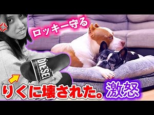Will Rocky protect Riku?! Riku bites Romi's sandals and gets scolded 💢 [American Pit Bull Terrier]
