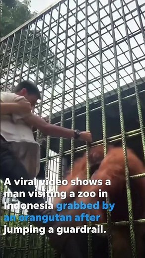 3 Times Humans Were Attacked At The Zoo | 3 Animal Attacks That Went Viral (Unbelievable Footage)