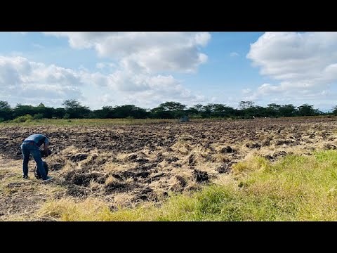 🍉Watermelon Farming Journey in Kenya Pt1 - Planting