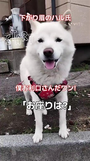 Haru-shi with the Droopy Brows: The "Paw" Challenge
