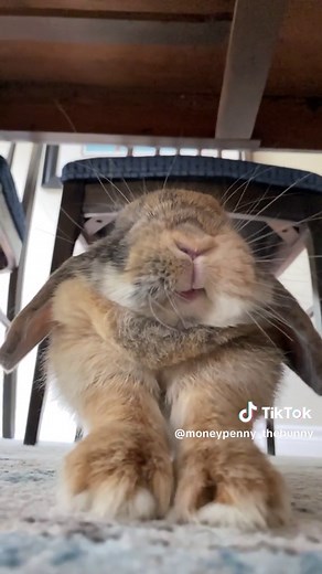 Step-by-Step Rabbit Stretching Guide | Holland Lop Bunny