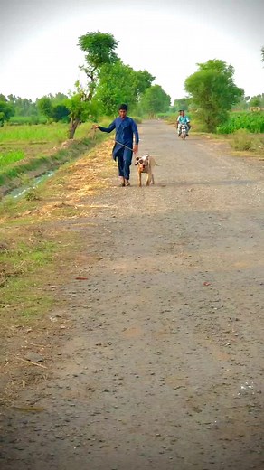 ha gg.🤞🤞✌️#liger #liger #pet #enjoymnt #petlover #liger #shook #gultair @billu jutt @achi @junaid Aslam khokhar @Gultair Club Gojra🦮🦮 @Abdullah khan @Anmol Roday Gultair @GuardianGrowls @gultair lover @jutt sargodhy ala @Gultair Brand PGL' @Saqlain Hydan 🇵🇰. 🇲🇾 @Shamsul Abbas Panjutha