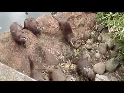 Otters Find A Butterfly