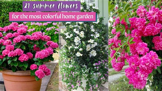 21 Summer Flowers For The Most Colorful Home Garden