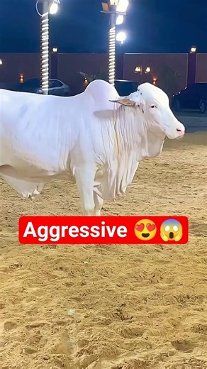 Karachi Cow Mandi | Jameel Memon Mandi | Multan Mandi #cow #bull #shorts #ytshorts