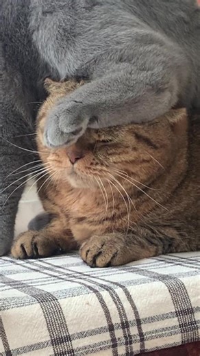 猫動画で癒される日常