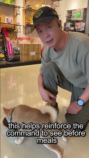 Train Your Puppy in 4 Basic Commands with Just One Meal! Simple and Effective #dogcollar#Jugbow