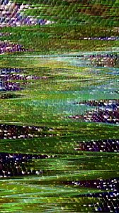 1.2K views | The Weird Anatomy of a Grasshopper #animals #sciencetimes #science | Science Times | Facebook