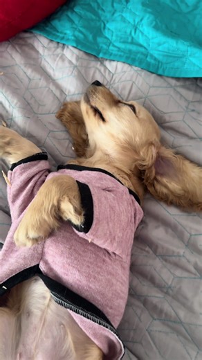 Ya me cansé! #coockerspainel #coocker #perritosvirales🐶❤️ #perritostiktokers #miperrihija🐶