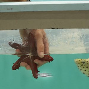 We Bought The World s Largest Fish 😨🐟 | The Fish Guys