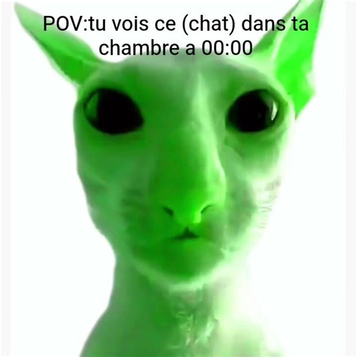 pov tu vois se chat dans ta chambre a minuit