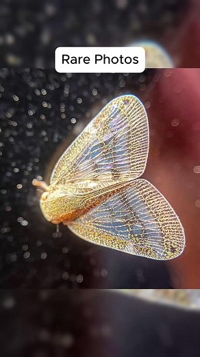 #Tatcha #interesting #rare #usa #xyzbca #explore | Atlas Fox