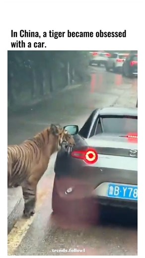 Viral Trending content on Instagram: "The video depicts a Bengal tiger in a Guangdong province safari park curiously pawing and attempting to mount the rear of a Mazda MX-5 during a self-drive tour in heavy rain, with flashing taillights possibly mimicking prey movement. Such drive-through enclosures, like those at Chimelong Safari Park, allow close encounters but carry risks, as evidenced by past incidents where tigers have damaged vehicles or attacked visitors who exit cars. The tiger's fixati