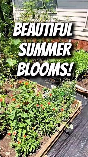 My Snapdragons are Blooming! 🌺