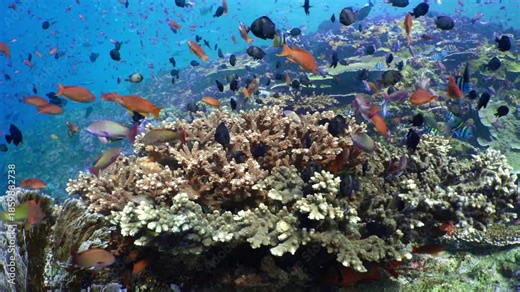 Anthias and damselfish crowd around their hard coral home in the shallows of a healthy hard coral garden in the Komodo National Park, Indonesia, Pacific Ocean