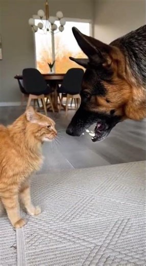 Serious Fight Mode ON – Cat vs Dog 😾⚡