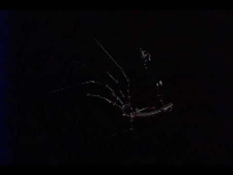 Poppy Playtime 2, The Black Tape - Log Code 08502: Experiment 1006 (The Prototype)