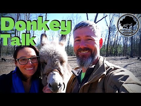 Livestock Guardian Mini Donkey | Why you should add a donkey to your homestead
