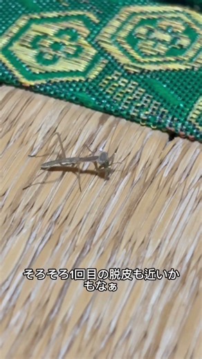 カマキリの成長日記4日目 #昆虫 #可愛い #カマキリ