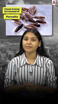 Flesh-Eating Screwworm | What is Flesh-Eating Screwworm | Flesh-Eating Screwworm Explained