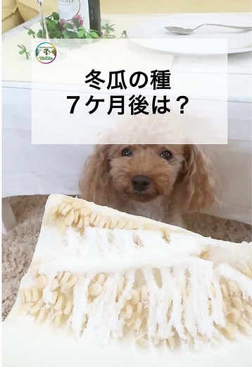冬瓜の栽培過程と驚きの結果