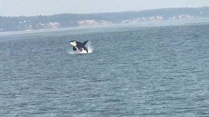 32K views · 685 reactions | The T100 and T37 transient orca pods weretoday. Check out the breach-fest by big male T100C and others! Thank you to customer Allyson McKinney for sharing her video. | Puget Sound Express | Facebook
