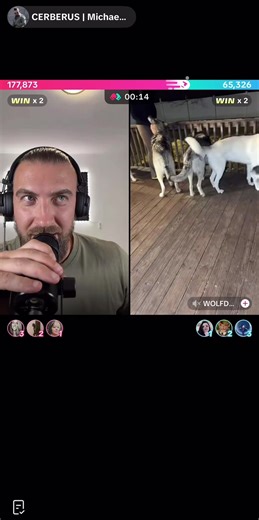 The beautiful wolf dogs 🐺 🐾🥰 #dogsofttiktok #fyp #cerberus #k9unit #doglover