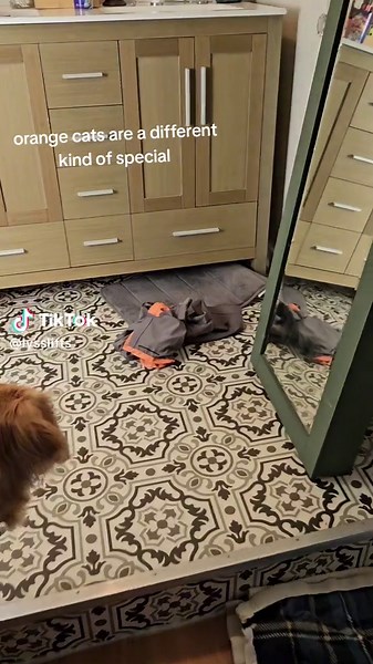 Finding Otis: A Cat Rescue Adventure